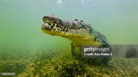 Crocodile Underwater Photos and Premium High Res Pictures - Getty Images