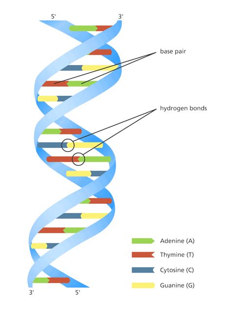 Doc: Double Helix Structure of DNA NEET Notes | EduRev