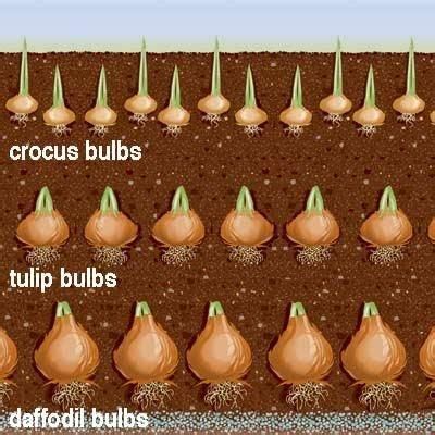 Planting Tulip Bulbs Too Deep - Okejely Garden Plant