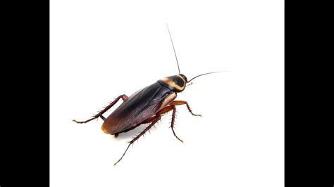 Simple facts, signs, and prevention tips to get rid of cockroaches | Household pests, Pest ...