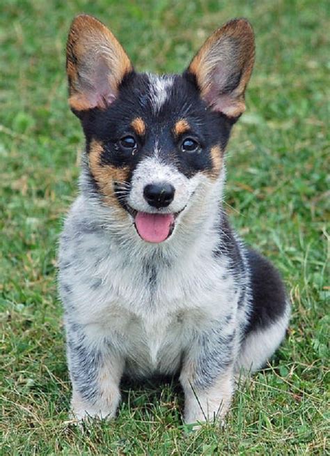 Blue Heeler Corgi Mix - MIXREDP