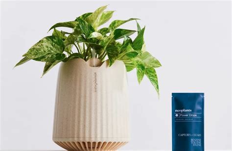 Unveiling Neo Px: Bioengineered Plants Redefine Indoor Air Purification – Impact Lab