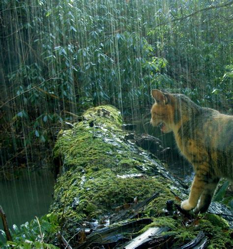 Photo by ©frolicing in the forest | Forest cat, Warrior cats art, Cat pose