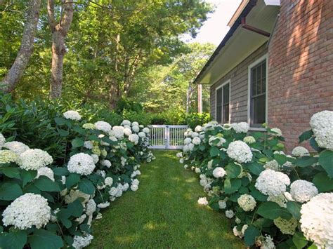 Landscaping with Hydrangeas | HGTV