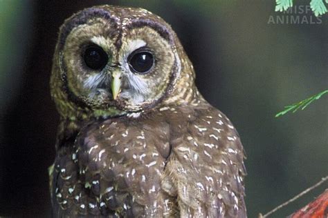 Spotted Owl Facts, Identification, Size, Habitat & More