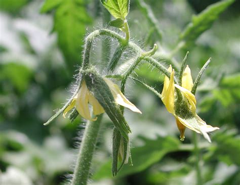 Another Tomato Flowers Photo | Nature Photo Gallery