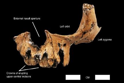 Sciency Thoughts: A fossil Ape from the Late Miocene of Yunnan Province ...