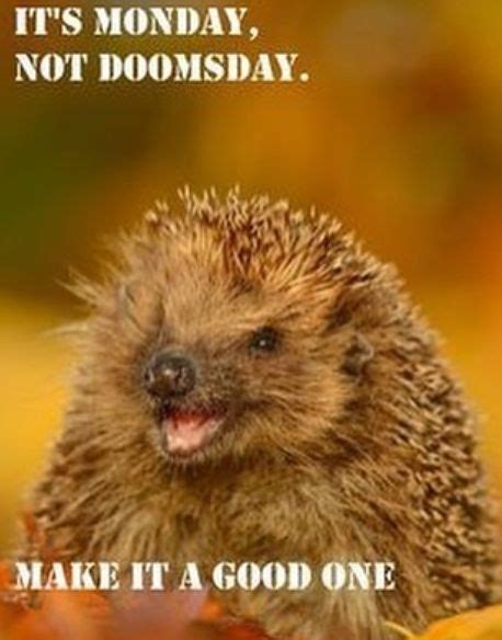 14 Funny Hedgehog Memes That Will Make You Smile | Page 2 of 3 ...