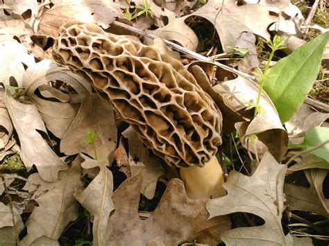 Hunting for Morels in the North | Artful Living Magazine