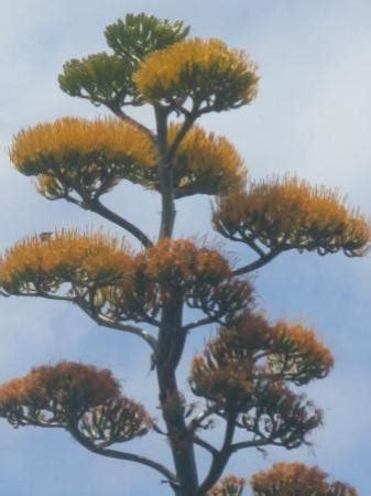 Antigua National Flower - Agave plant - Picture of Pelican Safari Tours - Day Tours, Antigua ...