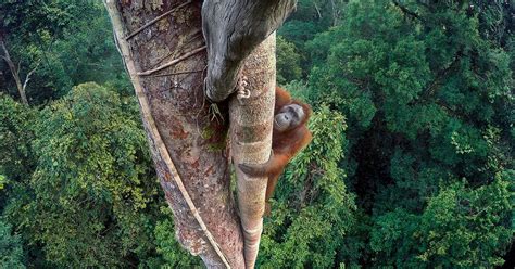 Wildlife Photographer of the Year: 2016's most incredible photos