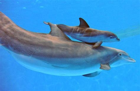 Pin by Nichelle Vanzandt on beaked dolphins | Baby dolphins, Dolphins ...