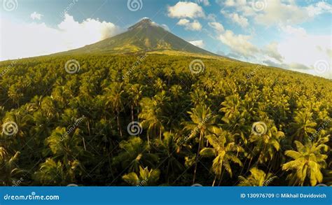 Mayon Volcano Near Legazpi City In Philippines. Aerial View Over The Palm Jungle And Plantation ...