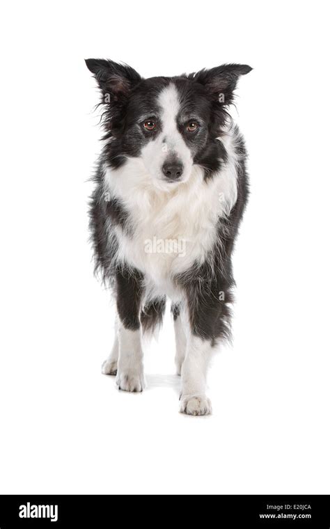 border collie sheepdog Stock Photo - Alamy