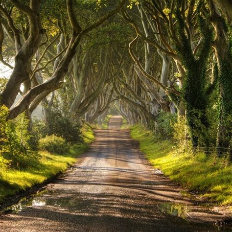 The Dark Hedges in Ireland | Amusing Planet