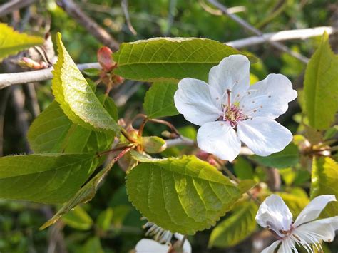 Prunus Domestica Tree