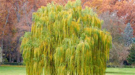 How to Grow and Care for Weeping Willow Trees (Complete Guide)