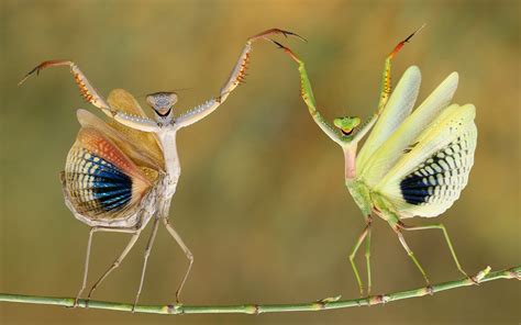 praying mantis 1080p high quality - Coolwallpapers.me!