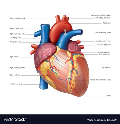 Anatomy of the heart of the human heart Royalty Free Vector