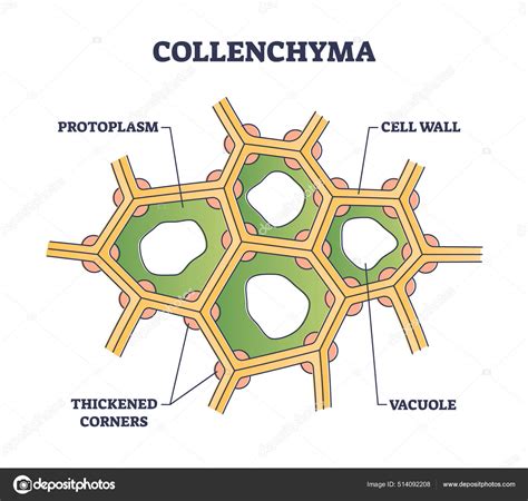 Collenchyma as ground tissue with thick supportive walls outline diagram Stock Vector Image by ...