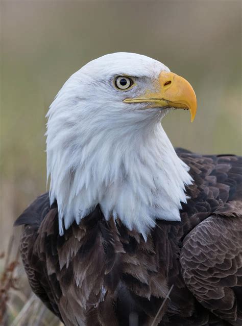 Bald Eagle Portrait 2 Photograph by Angie Vogel - Pixels