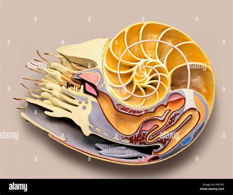 Chambered Nautilus Diagram