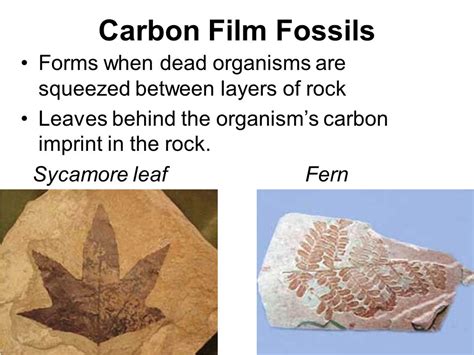 How does a carbon film fossil form? | Socratic