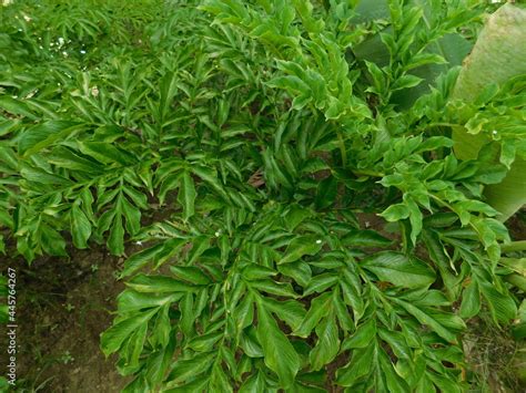 Fresh green elephant foot yam plant.Beautiful Konjac elephant foot yam tree.Elephant foot yam ...