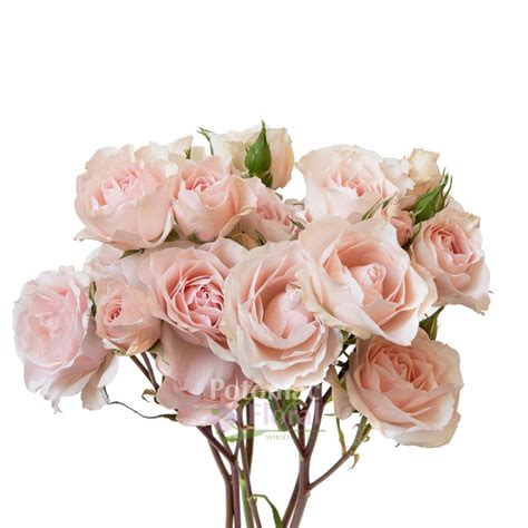 Soft Pink Follies ( Baby Blush Pink ) Spray Roses - Potomac Floral ...