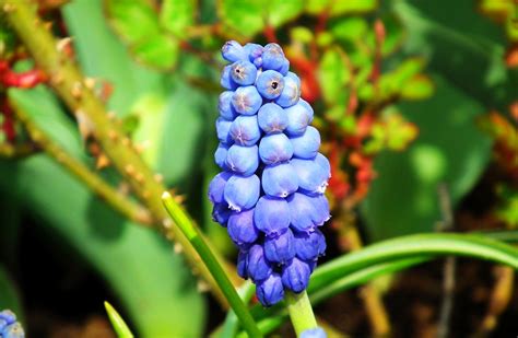 Flowers Garden Grape-Hyacinth - Free photo on Pixabay - Pixabay