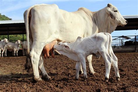 “Vaca Lechera”, un concurso de mejora genética