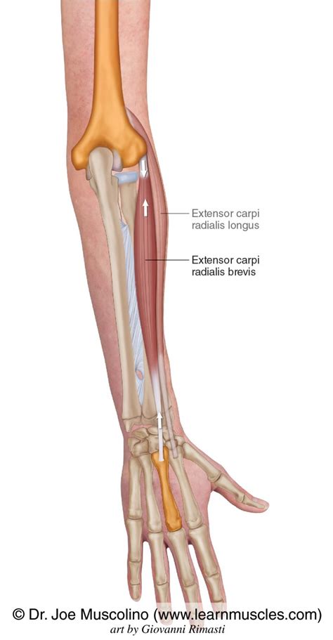 Extensor Carpi Radialis Brevis - Learn Muscles