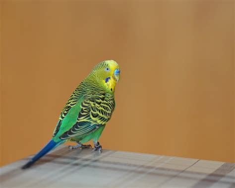 Budgie Green Birds - Free photo on Pixabay - Pixabay