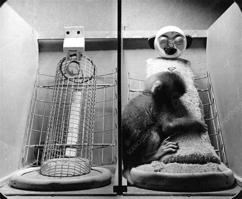 Harlow's monkey experiment - Stock Image - C026/4304 - Science Photo ...