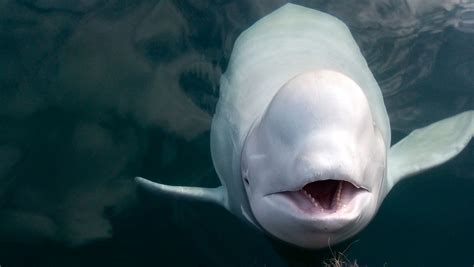 Beluga Playing Fetch In Viral Video Confirmed To Be So-Called 'Russian ...