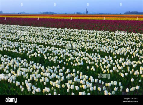 Tulip Fields North Holland Netherlands Stock Photo - Alamy