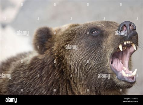 Grizzly Teeth Stock Photos & Grizzly Teeth Stock Images - Alamy