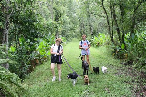 Dog Boarding: A Doggie Vacation – Shelzsmide K9s Dog Training of Naples