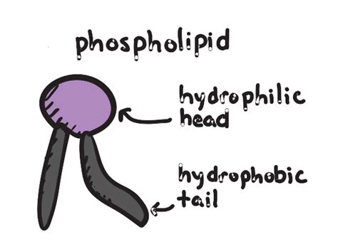 Phospholipid Diagram