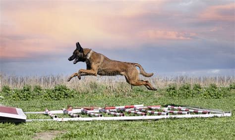 Training of Belgian Shepherd Stock Image - Image of security, leash: 244607507