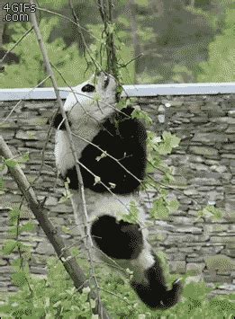 funny panda gifs | WiffleGif