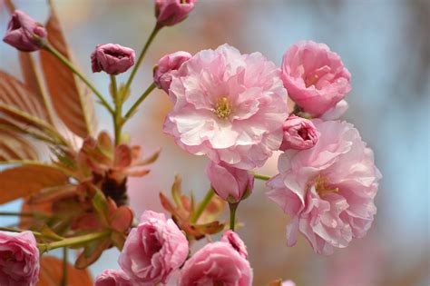 Japanese Cherry Blossoms - Free photo on Pixabay - Pixabay