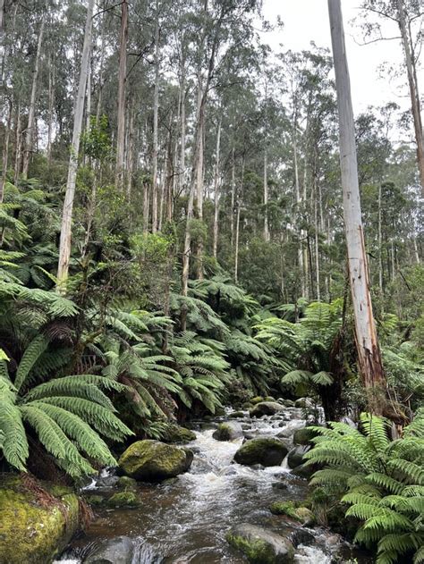 Toorongo Falls, Noojee, Victoria, Australia : r/hiking