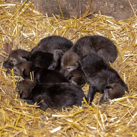 You chose the names; Meet the NC Zoo’s 2-month-old red wolf pups | FOX8 ...