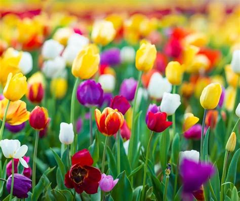 Tulip Facts for Kids (All You Need to Know!)