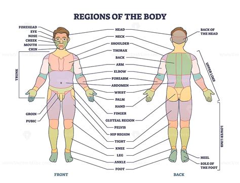 çıkmak kasıtlı giyim human body regions - wasat-party.org