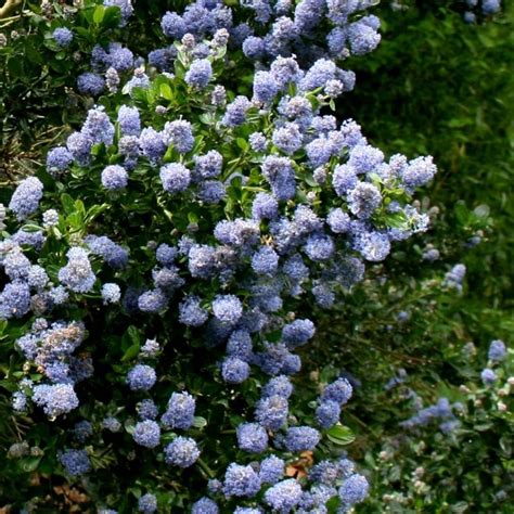 Buy Californian lilac Ceanothus 'Skylark'