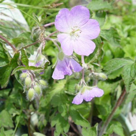 Wild Geranium Seeds