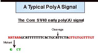 Cleavage & Polyadenylation