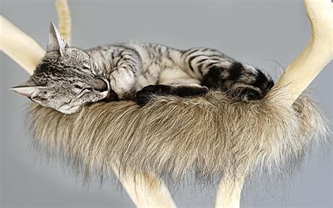 Cat Perches For Large Cats - Find The Best Perch For Your Cat